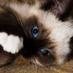 animal_lover (@lieztche) Twitter profile photo animal_lover (@lieztche) Twitter profile photo