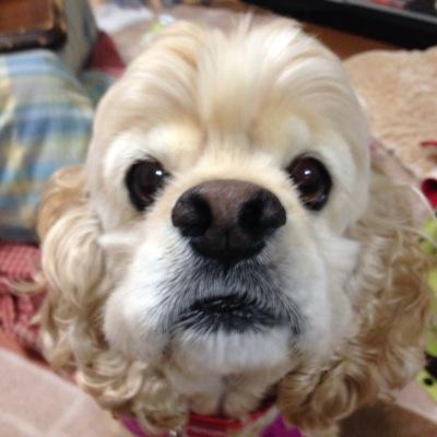 遠距離通勤の生保代理店。ママと小娘二人とアメリカンコッカーのメルシー・フランソワーズ。信長の野望好き。推理小説好き。元証券マンで、元派遣屋さん。料理はクックパッド、ITは苦手。名古屋生まれで東京、大阪、横浜、沼津でお仕事ばっか。