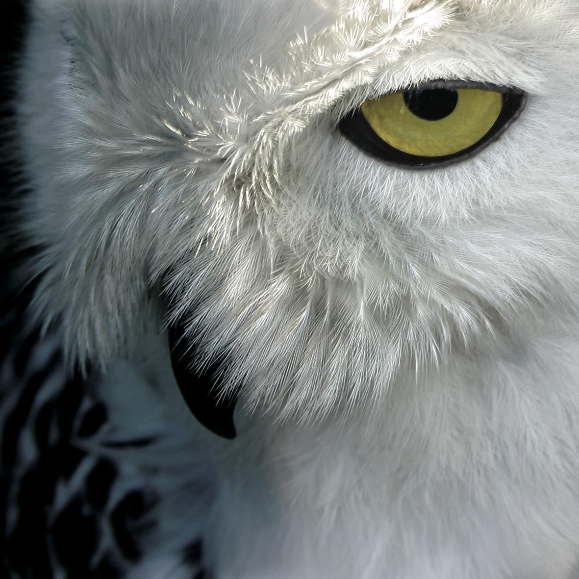 stackswilts's profile picture. 