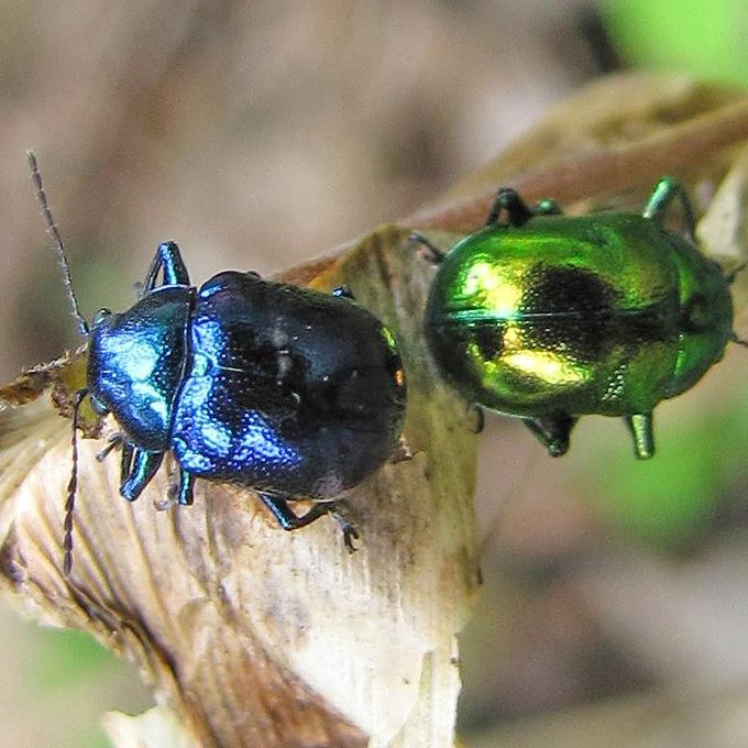 BicidaHigieneA's profile picture. Control de Plagas Madrid. Desinsectación, desratización y desinfección. bicida@bicidahigieneambiental.com