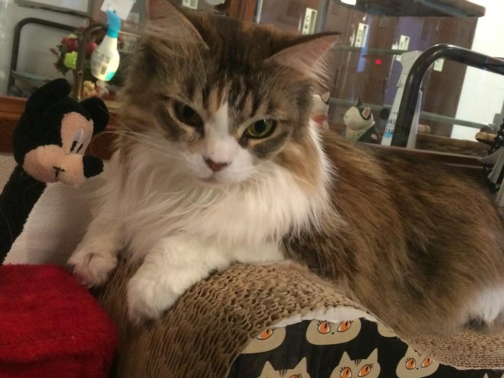 ぼちぼちつぶやいてます。ロードバイク・ミニベロでポタリングがメイン。いった先で写真撮ったりしてます。お芝居好き・舞台好き・若干声フェチ。また時々、繋がりなどなくどこかの舞台を観に行ったりもします。