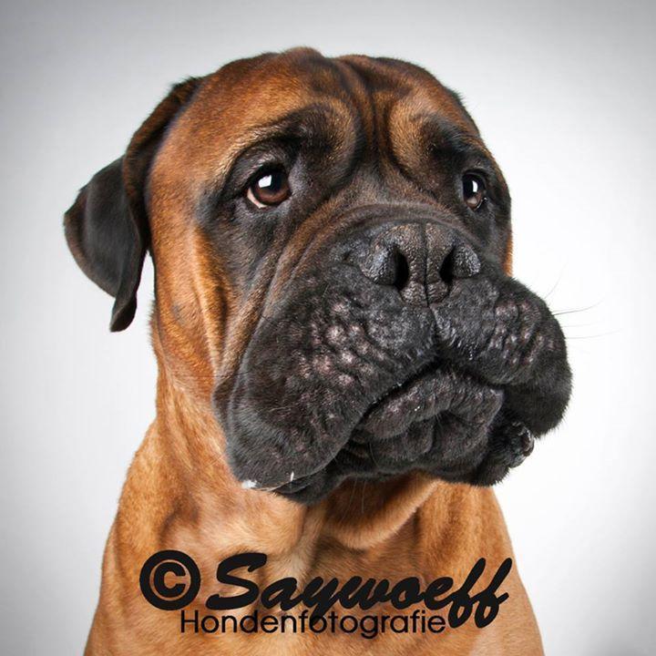 twitter account van Saywoeff hondenfotografie - http://t.co/tLKWwNnVRy  - young photographer with big ambitions