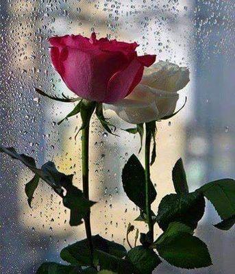 fuckubaby15's profile picture. 