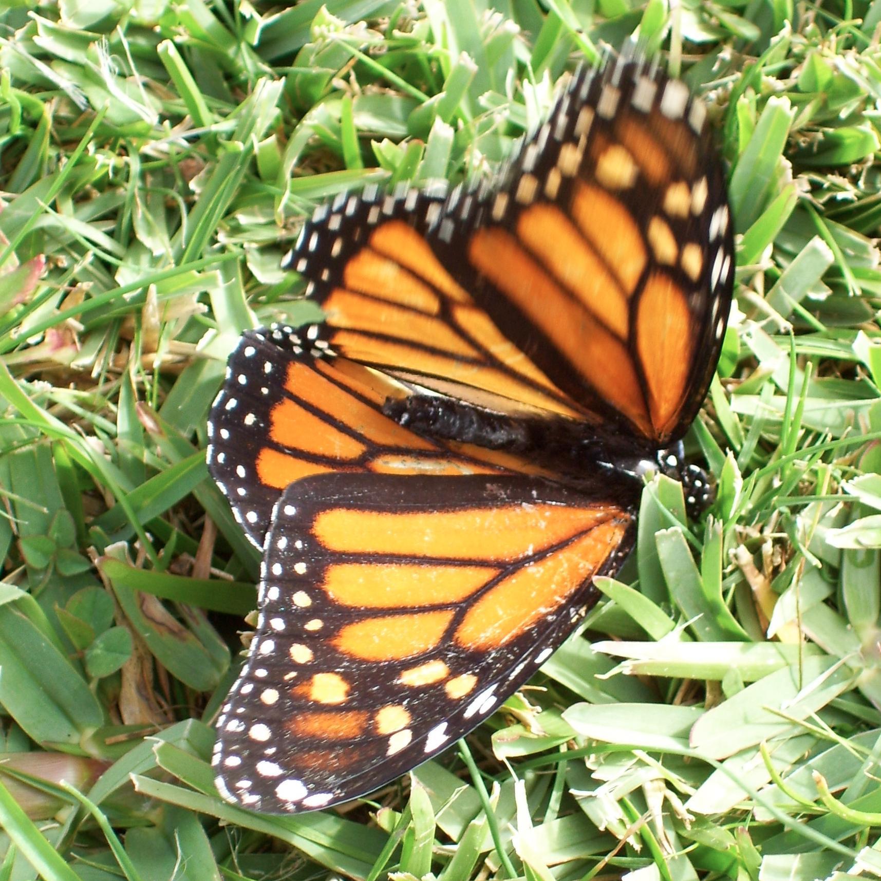 erasmusmurakami's profile picture. 