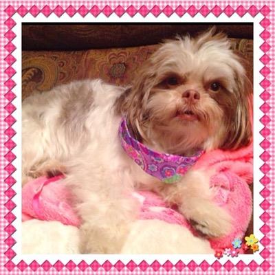 hungergamespup's profile picture. Hi, I'm Sundae. My birthday is May 8th... same as Katniss. That makes ME the official Hunger Games pup!