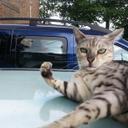 David Mallon - @mallondavidj - Twitter