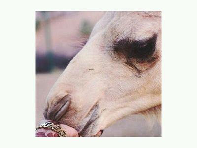 ‏‏‏الجميع'لدية إخوة لكنّ ليس مثل أخي ربي يردك بالسلامة.. الحساب هذا مخصص للأقارب'اقوم بحذف التغريدات بين الحين والآخر