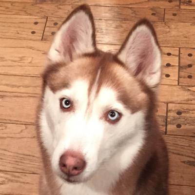 Pretty. Cuddly. Silly. Always Adorable. Laika Pooch!