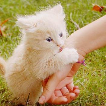 romeowcat_'s profile picture. 