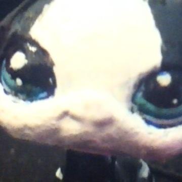 channel : LPS DOG LOVER i want my account back :( get my 800+ followers back !