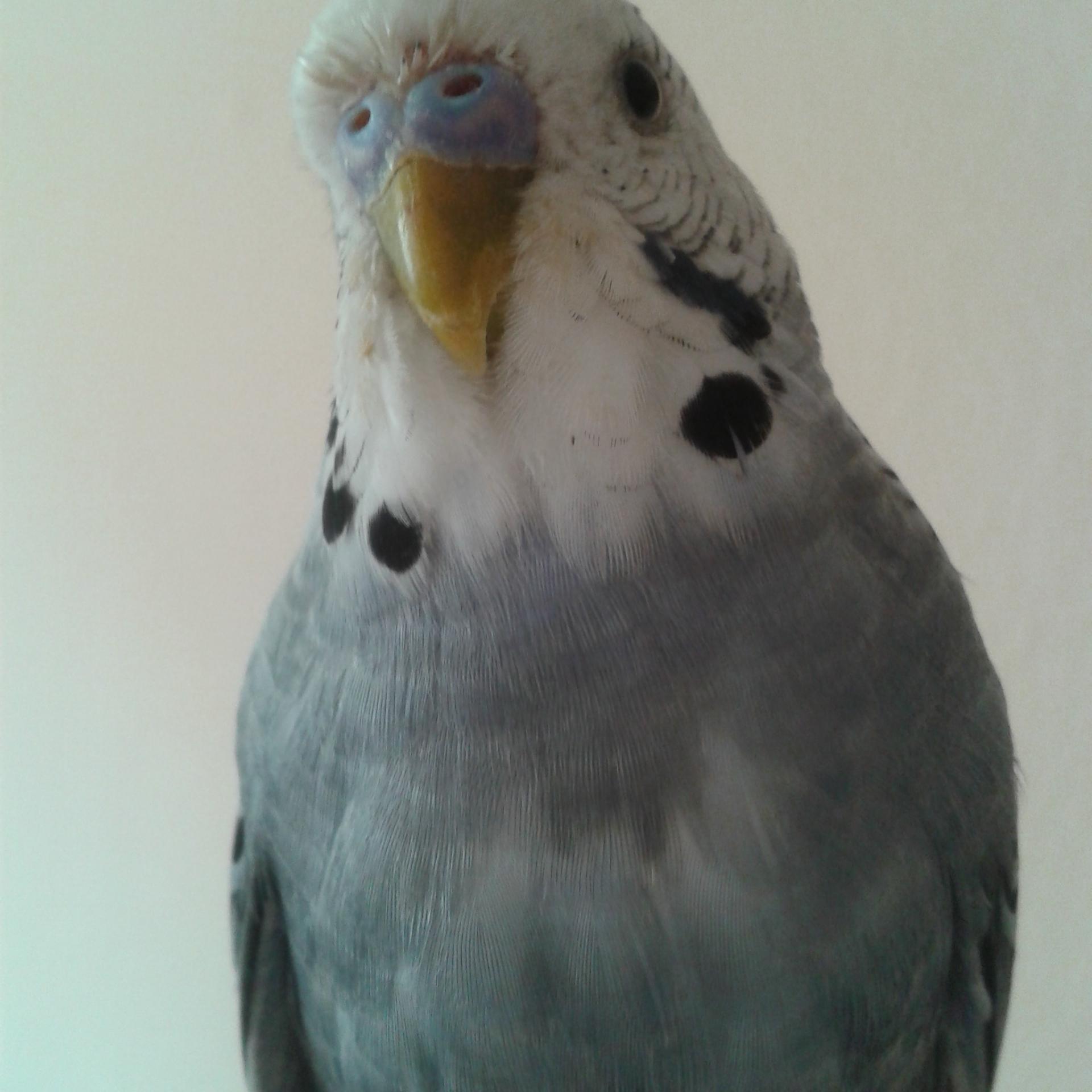 lordbefehler's profile picture. 