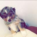 Kaleb poole - @P00ley2 - Twitter