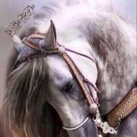 الوسيطه أصايل⚜️ (@toot_11111) 's Twitter Profile