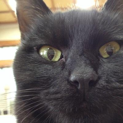 fujimotoariya's profile picture. 学習院大学哲学科、龍谷大学修士、Univ. of Calgary M.A. を経て、広島大学博士（文学）。功徳廻向から悟りまで著書多数。初期仏教も実践したら本願寺派から離れることになっちゃった単立の浄土真宗誓教寺住職。広島大学客員教授。