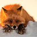 Elizabeth Cry - @AkumaFoxy - Twitter