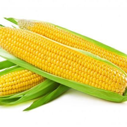 thecrobbler's profile picture. 