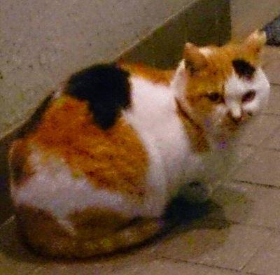 56_1126's profile picture. 稲垣吾郎さんが好きです。