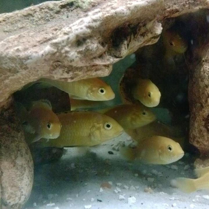 African Cichlid Breeders