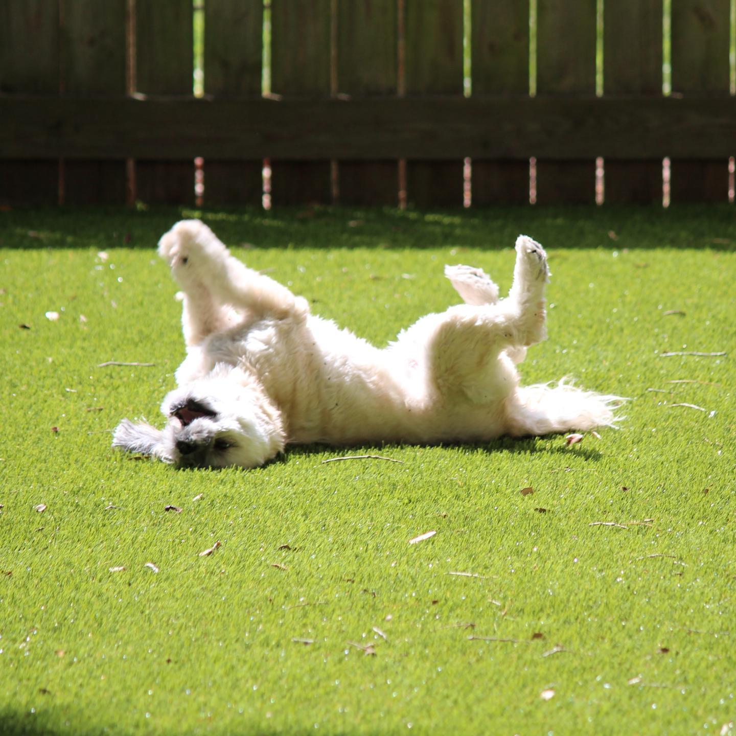 Synthetic Grass Experts