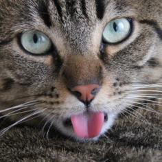 samia_ahah's profile picture. Chat pristi Chat prista