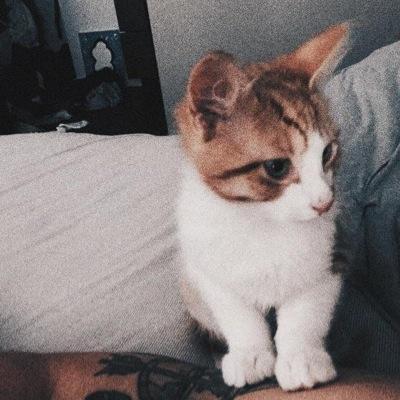 Just a regular cat doing regular cat stuff..