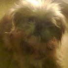 le_ysabel's profile picture. Vivo en Sóller.