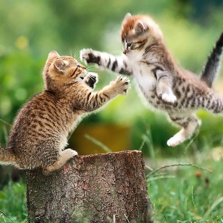 Posting the very cutest things that kittens do.