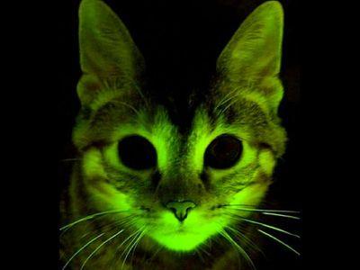 Green_Meow's profile picture. 