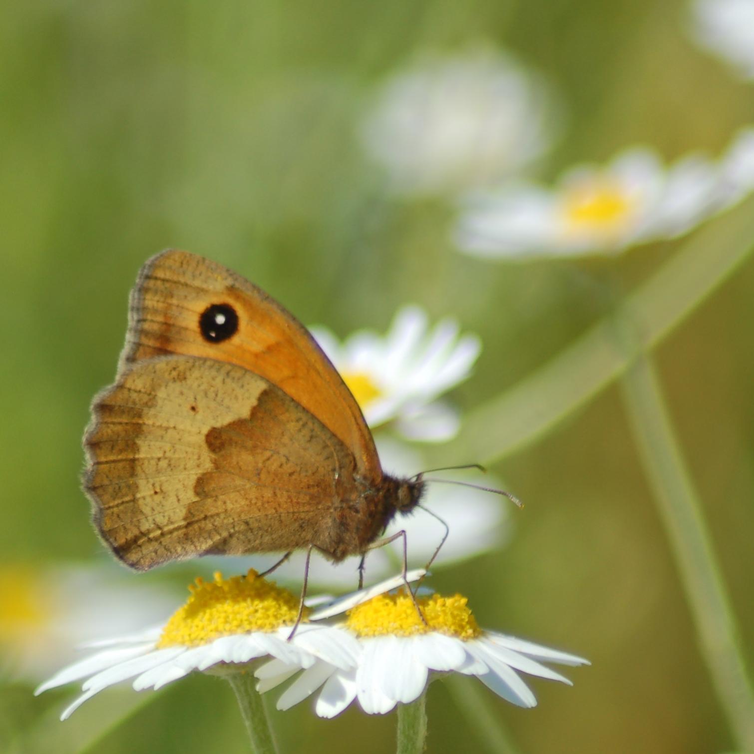 Garden design, environmental education, love of all things wildlife.