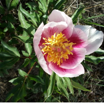 VidaSanaIntegra's profile picture. Un enfoque exhaustivo de la salud y el bienestar.