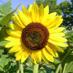 Amy Lalonde (@fundafarmguelph) Twitter profile photo