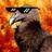Kondor1995's profile image