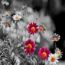 Danielle Shively - @DShively - Twitter