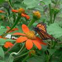 Cathy Allen-Lamb - @az2rigm - Twitter