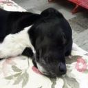 Asia pongo - @asia_pace - Twitter