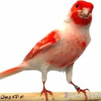 ddjoiblia@gmail.com (@ddjoiblia) 's Twitter Profile