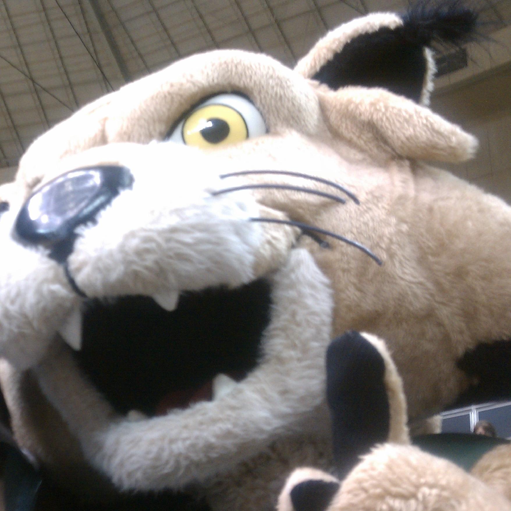 OHIO Bobcat Profile