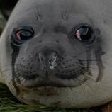 ClausGamer112's profile picture. 