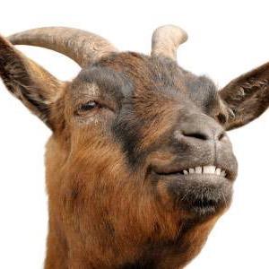 Cricket club based in Harrogate, Yorks. Always on look out for friendly fixtures and new members. Representing Nidderdale's finest since 2014. Vive le Goat!