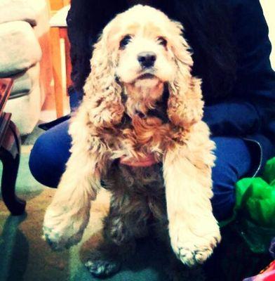 Jackie_brequi's profile picture. Video editing | Sony Vegas | After Effects