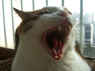 Dazzlingcat