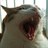 dazzlingcat's profile image