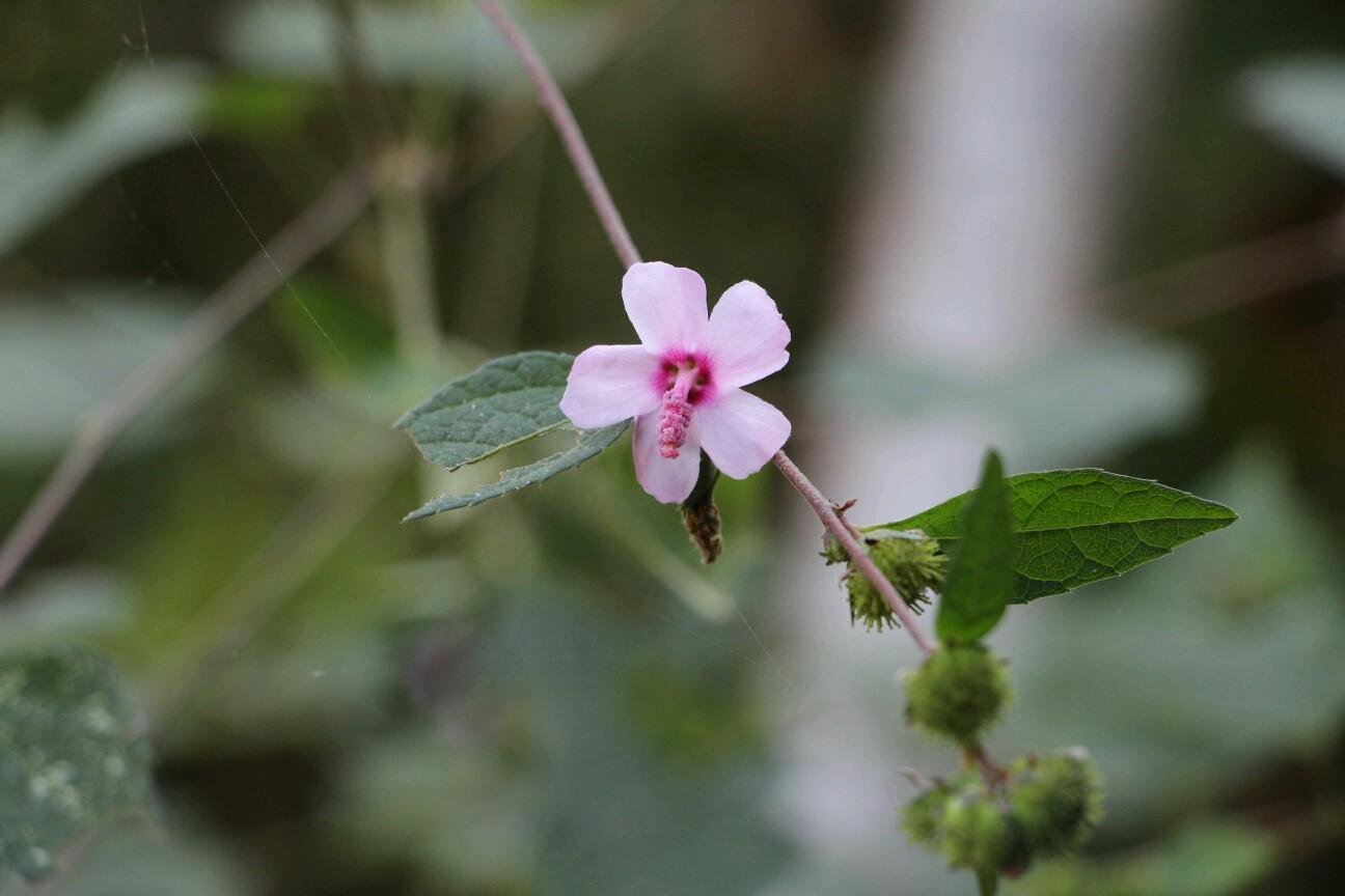 wut_san's profile picture. 