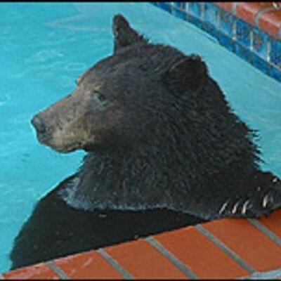 White Bear pictures, Pictures of Bear , Bear wallpapers, Bear photos free, Pics of Bear