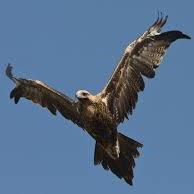 male