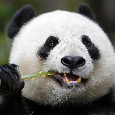 lucky panda lucky panda