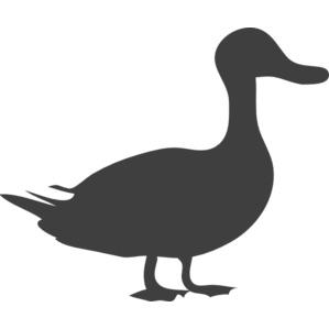 カモの水かき Ducksweb Twitter カモの水かき Ducksweb Twitter