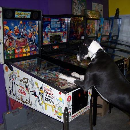 Pinball and Arcade Games Enthusiast, who mixes business with pleasure