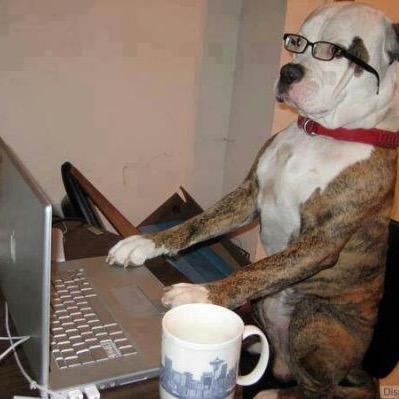 thehumandogs's profile picture. email or tag us in pictures of your dogs acting like the humans we pretend that they are! humanslivinginadogsworld@gmail.com please include your dog's name (: