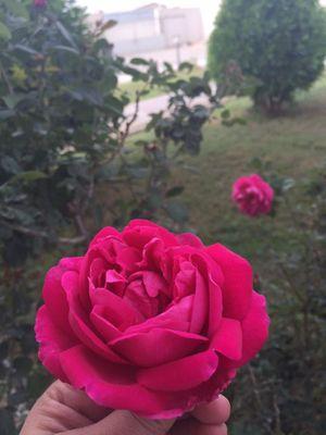 ‏‏‏‏‏‏‏‏‏‏‏المفضلة خواطر خطتها يدي وآخرى لامست حياتي ..